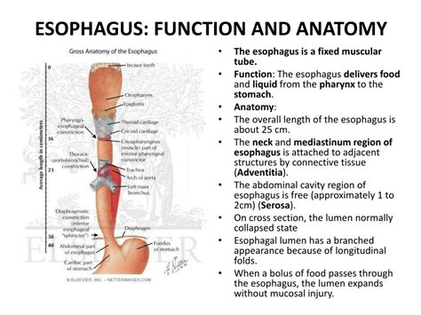 Pig Esophagus[ Function