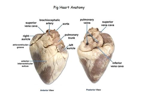Pig Heart Labeled