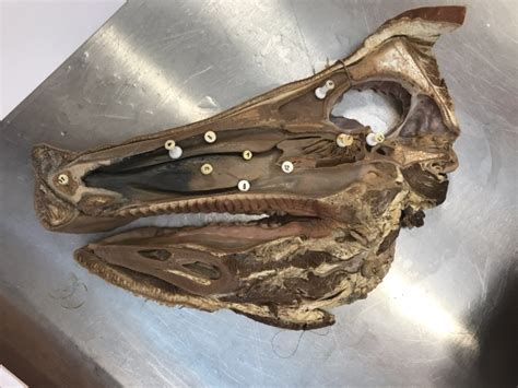 Pig Nasal Cavity Function