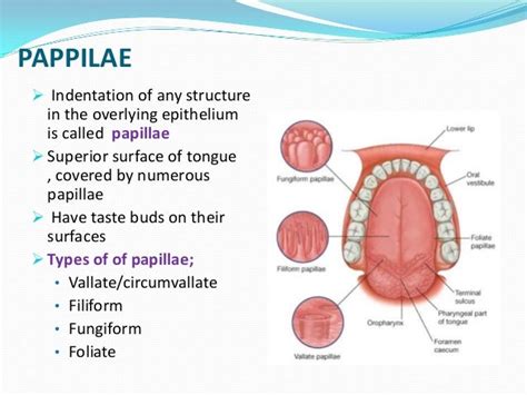 Pig Papillae Function