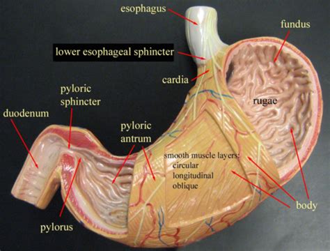 Pig Pyloric Sphincterfunction