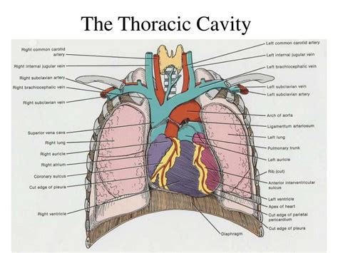 Pig Respiratory System