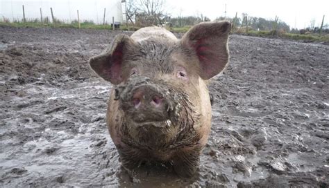  Pig Rolling In Mud - Pig Rolling In Mud