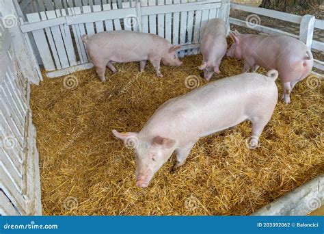 Pig Sty
