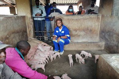 Read Pig Farming In Zimbabwe 