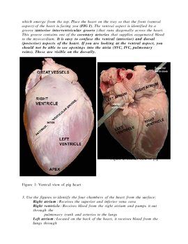 Full Download Pig Heart Dissection Guide 