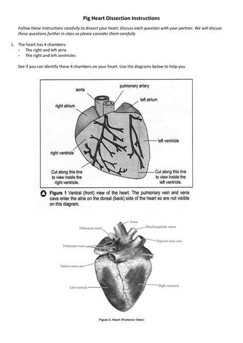 Full Download Pig Heart Dissection Guide 