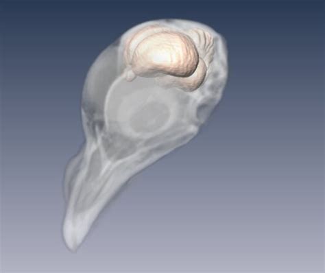 Pigeon Brain Atlas