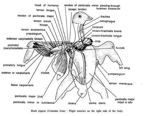 Pigeon Dissection
