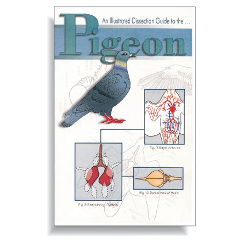 Read Pigeon Dissection Guide 