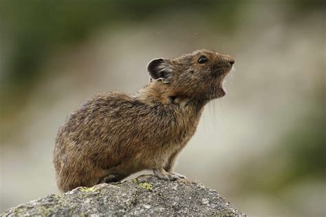 pika animal