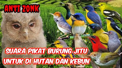 Pikat Burung Kecil Anti Zonk