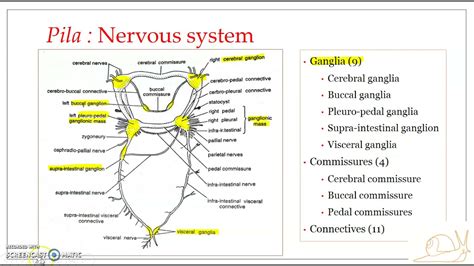Pila Nervous System