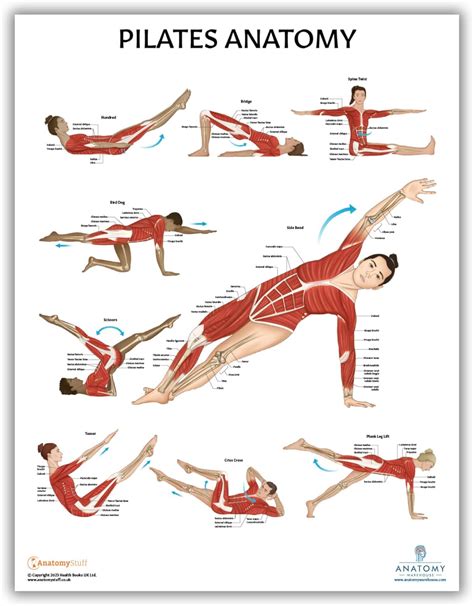 Pilates Anatomy