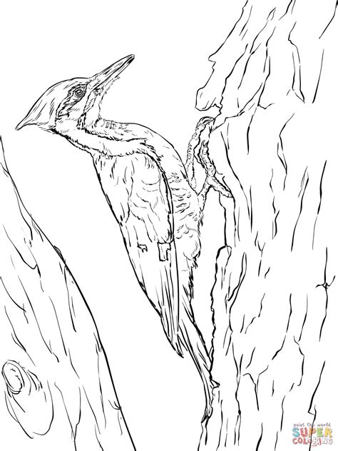 Pileated Woodpecker 1 Coloring Pages Coloring Cool Pileated Woodpecker Coloring Page - Pileated Woodpecker Coloring Page