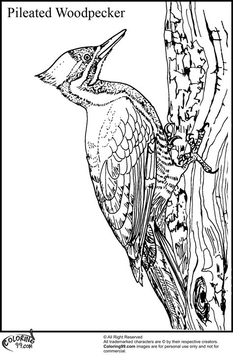 Pileated Woodpecker 2 Coloring Pages Coloring Cool Pileated Woodpecker Coloring Page - Pileated Woodpecker Coloring Page