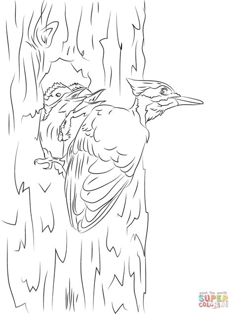 Pileated Woodpecker And Chicks Coloring Page Pileated Woodpecker Coloring Page - Pileated Woodpecker Coloring Page
