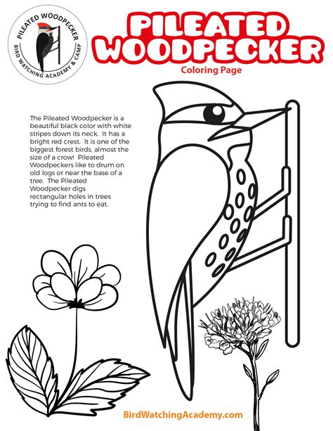 Pileated Woodpecker Coloring Page Bird Watching Academy Pileated Woodpecker Coloring Page - Pileated Woodpecker Coloring Page