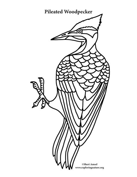 Pileated Woodpecker Coloring Page Coloringall Pileated Woodpecker Coloring Page - Pileated Woodpecker Coloring Page