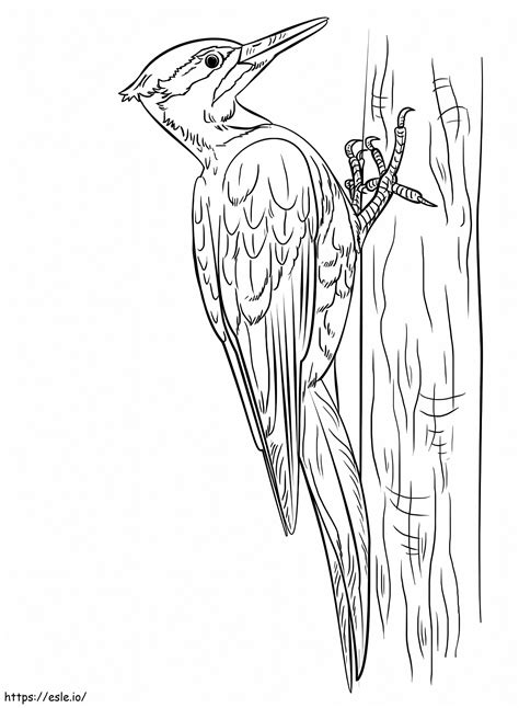 Pileated Woodpecker Coloring Page Esle Io Pileated Woodpecker Coloring Page - Pileated Woodpecker Coloring Page