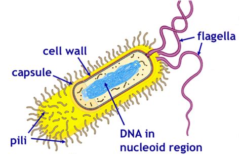 Pili Vs Cilia