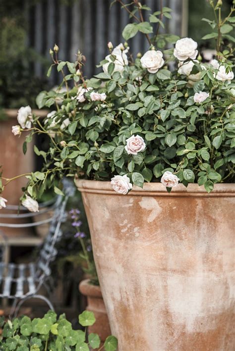 pilkorgar att plantera i