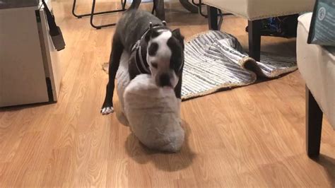 pillow humping gif