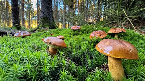 Pilze Im Körper