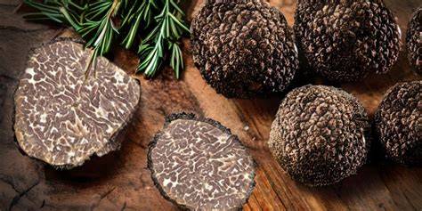 pilze truffel