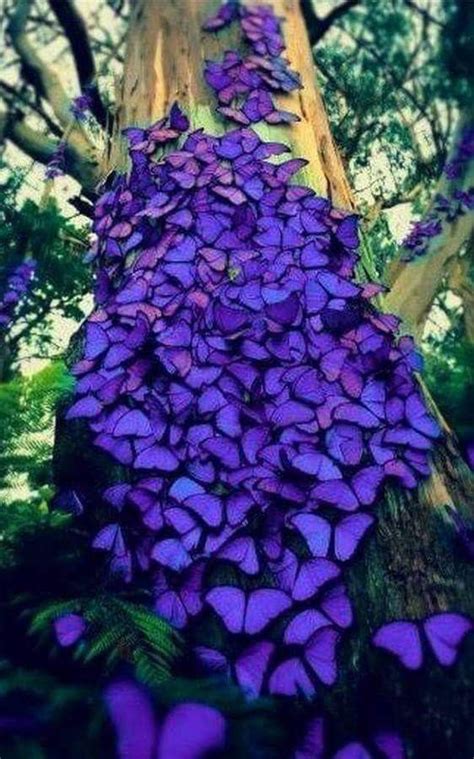 Pin By Vivian Townes On Purplelishious Purple Color Warna Violet Tua - Warna Violet Tua