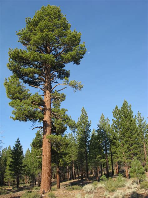 pine california
