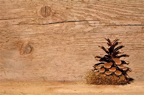 Pine Cone On Wood Royalty Free Stock Photo Attributes Of A Cone - Attributes Of A Cone