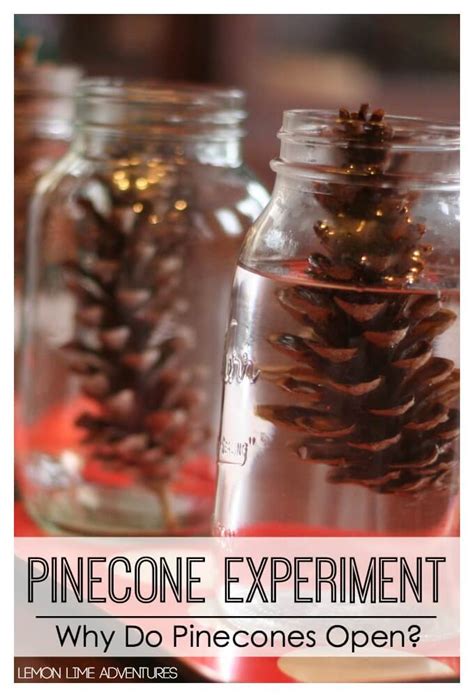 Pine Cone Science Experiment   Pine Cone Science Experiment For Kids Why Do - Pine Cone Science Experiment