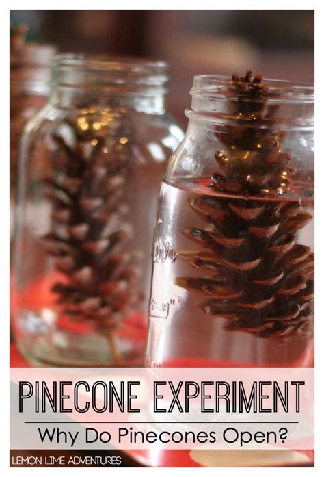 Pine Cone Science Experiments For Kids Pine Cone Science Experiment - Pine Cone Science Experiment