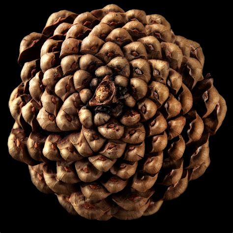 Pine Cones And The Fibonacci Sequence Awkward Botany Pine Cone Math - Pine Cone Math