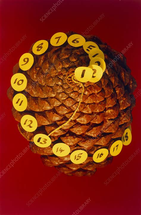 Pine Cones Fibonacci Numbers And Christmas Broadbent Maths Pine Cone Math - Pine Cone Math