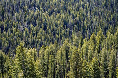 pine idaho