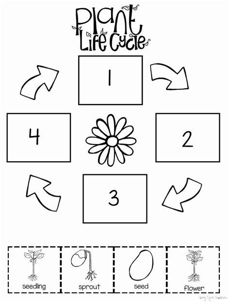 Pine Kindergarten Worksheet   Life Cycle Worksheets The Keeper Of The Memories - Pine Kindergarten Worksheet