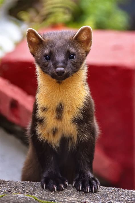 pine marten animal