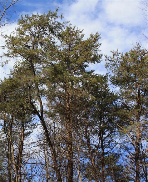 pine pennsylvania