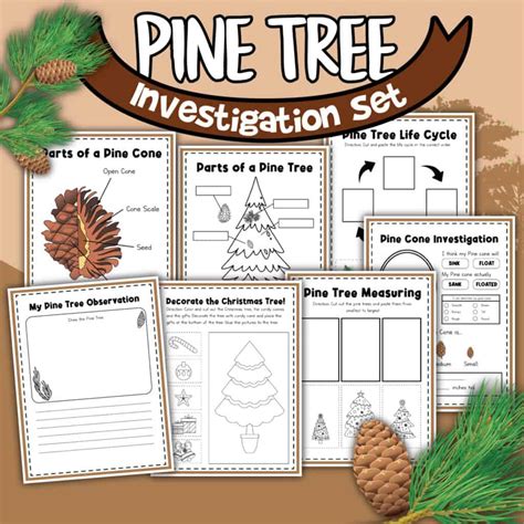 Pine Tree Science Activities For Kids Hess Unacademy Pine Kindergarten Worksheet - Pine Kindergarten Worksheet