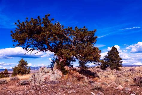 pine wyoming