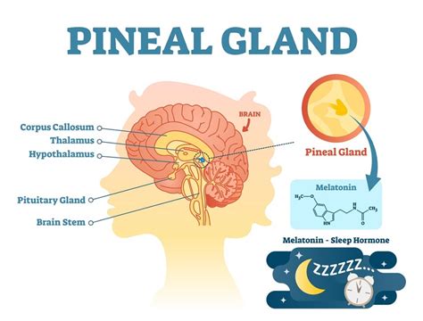 Pineal Gland Location