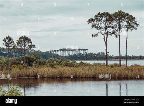 pines florida
