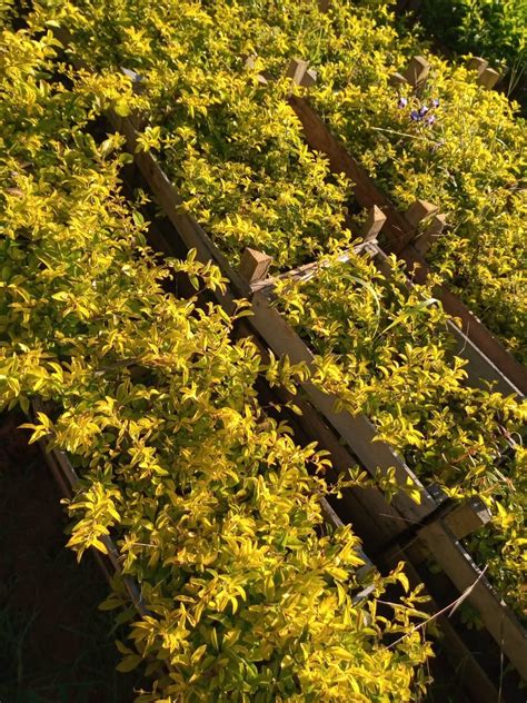 Pingo De Ouro Planta