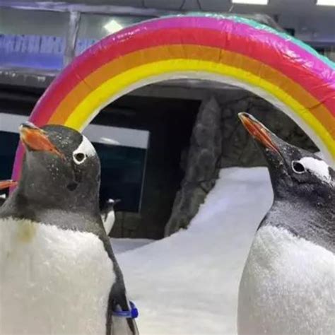 pinguim gay