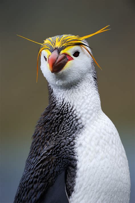 Pinguim Que Voa