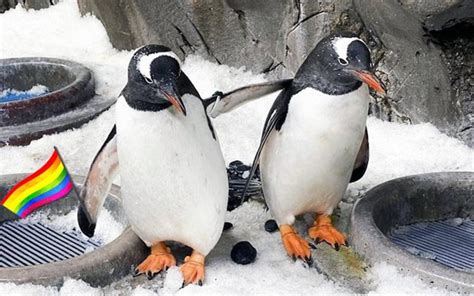 pinguinos gays