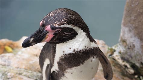 pinguinos - grupo bimbo