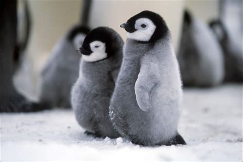 pingüinos-4